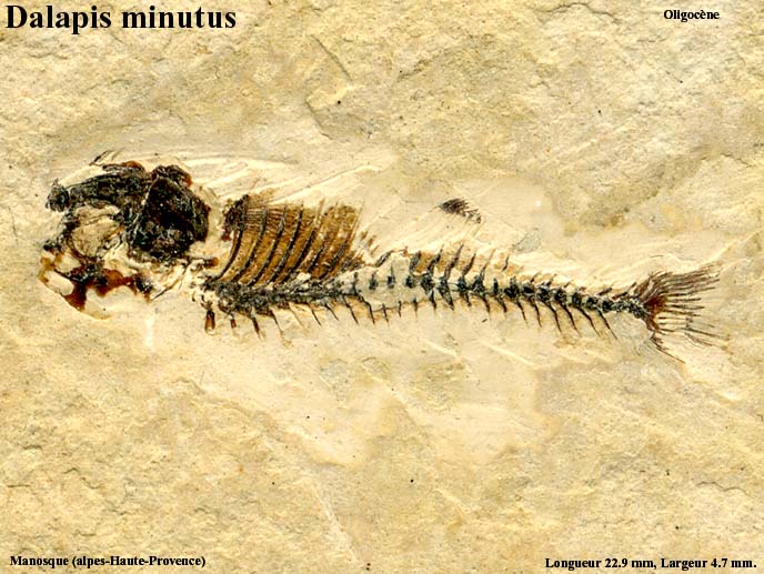 Dalapis_minutus